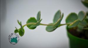 Sedum Sieboldii Sukulent Nadir Tür (8,5cmlik Saksı)