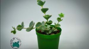Sedum Sieboldii Sukulent Nadir Tür (8,5cmlik Saksı)