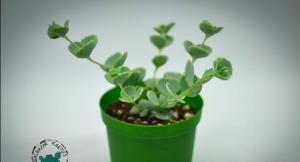 Sedum Sieboldii Sukulent Nadir Tür (8,5cmlik Saksı)