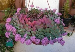 Sedum Sieboldii Sukulent Nadir Tür (8,5cmlik Saksı)
