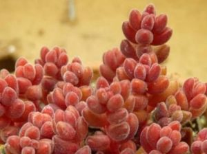 Sedum Stahlii Sukulent Üzüm Tanesi Sukulent Bordo Kırmızı Yapraklı