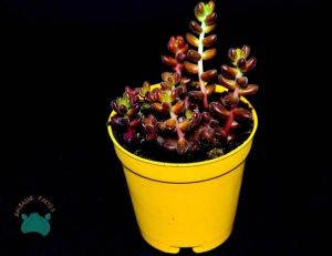 Sedum Stahlii Sukulent Üzüm Tanesi Sukulent Bordo Kırmızı Yapraklı