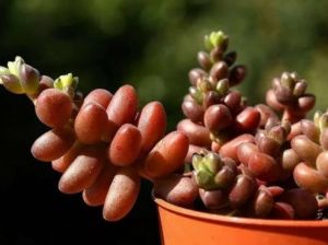 Sedum Stahlii Sukulent Üzüm Tanesi Sukulent Bordo Kırmızı Yapraklı
