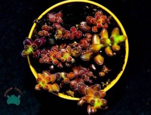Sedum Stahlii Sukulent Üzüm Tanesi Sukulent Bordo Kırmızı Yapraklı