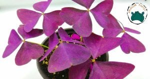 Oxalis Triangularis Mor Süs Yoncası Uyku Çiçeği (14cmlik saksıda)