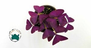 Oxalis Triangularis Mor Süs Yoncası Uyku Çiçeği (14cmlik saksıda)