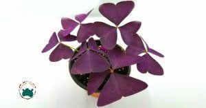 Oxalis Triangularis Mor Süs Yoncası Uyku Çiçeği (14cmlik saksıda)