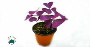 Oxalis Triangularis Mor Süs Yoncası Uyku Çiçeği (14cmlik saksıda)