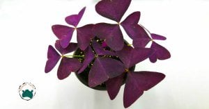 Oxalis Triangularis Mor Süs Yoncası Uyku Çiçeği (14cmlik saksıda)