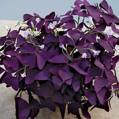 Oxalis Triangularis Mor Süs Yoncası Uyku Çiçeği (14cmlik saksıda)