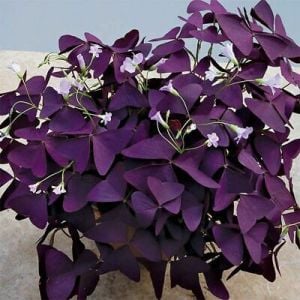 Oxalis Triangularis Mor Süs Yoncası Uyku Çiçeği (14cmlik saksıda)