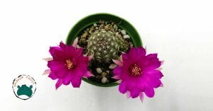Chamaecereus Silvestrii Hybrid Yılan Kaktüs Pembe Çiçek Açar