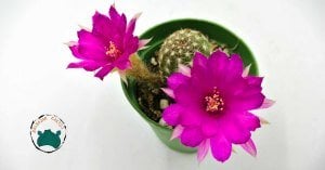 Chamaecereus Silvestrii Hybrid Yılan Kaktüs Pembe Çiçek Açar