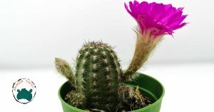 Chamaecereus Silvestrii Hybrid Yılan Kaktüs Pembe Çiçek Açar