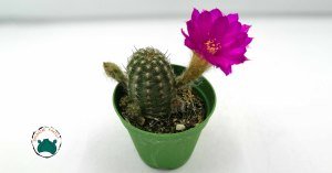 Chamaecereus Silvestrii Hybrid Yılan Kaktüs Pembe Çiçek Açar