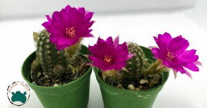 Chamaecereus Silvestrii Hybrid Yılan Kaktüs Pembe Çiçek Açar