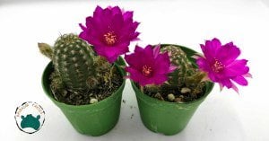 Chamaecereus Silvestrii Hybrid Yılan Kaktüs Pembe Çiçek Açar