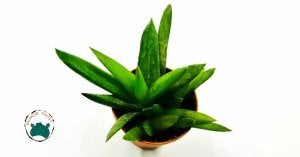 Aloe Black Gem Koyu Yeşil Yapraklı Sukulent Bitkisi Yavrulu