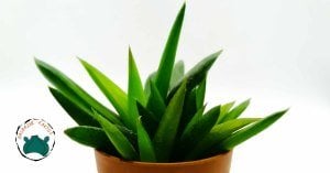 Aloe Black Gem Koyu Yeşil Yapraklı Sukulent Bitkisi Yavrulu