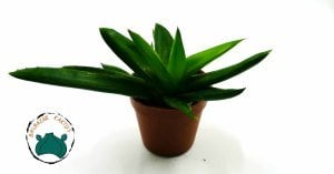Aloe Black Gem Koyu Yeşil Yapraklı Sukulent Bitkisi Yavrulu