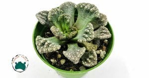 Titanopsis Calcarea Beton Yaprak Benekli Nadir Tür Sukulent