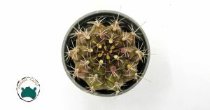 Gymnocalycium Mihanovichi Cactus Pembe Çiçek Açan Özel Tür Kaktüs (8,5cmlik saksıda)