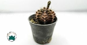 Gymnocalycium Mihanovichi Cactus Pembe Çiçek Açan Özel Tür Kaktüs (8,5cmlik saksıda)