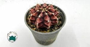 Gymnocalycium Mihanovichi Cactus Pembe Çiçek Açan Özel Seri Kat Kat Dilimli Dev Boy