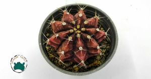 Gymnocalycium Mihanovichi Cactus Pembe Çiçek Açan Özel Seri Kat Kat Dilimli Dev Boy