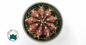 Gymnocalycium Mihanovichi Cactus Pembe Çiçek Açan Özel Seri Kat Kat Dilimli Dev Boy
