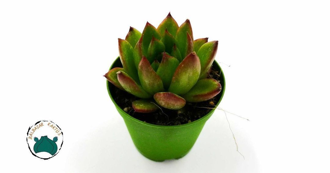 Echeveria Agavoides Ebony Ruj Sukulenti (5,5cmlik saksı)