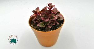 Sedum Spurium Voodoo Kırmızı Yapraklı Sukulent Dağ Koruğu