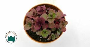 Sedum Spurium Voodoo Kırmızı Yapraklı Sukulent Dağ Koruğu