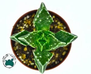 Faucaria Tigrina Sukulent Köpekbalığı Çenesi Kaplan Çenesi
