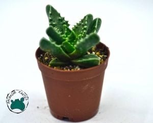 Faucaria Tigrina Sukulent Köpekbalığı Çenesi Kaplan Çenesi