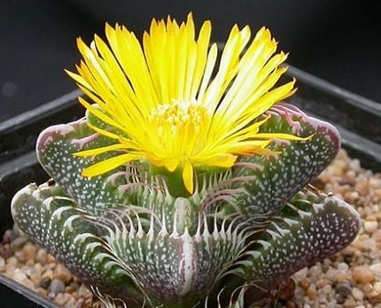 Faucaria Tigrina Sukulent Köpekbalığı Çenesi Kaplan Çenesi