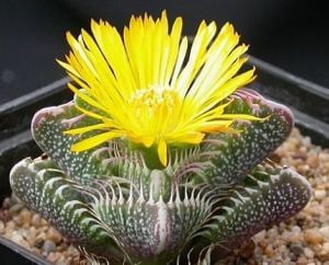 Faucaria Tigrina Sukulent Köpekbalığı Çenesi Kaplan Çenesi