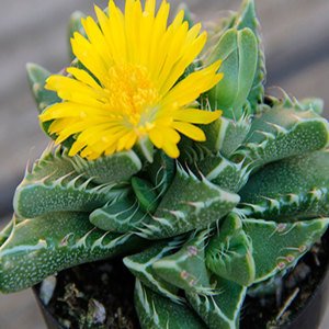Faucaria Tigrina Sukulent Köpekbalığı Çenesi Kaplan Çenesi