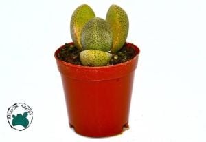 Pleiospilos Nelii Taş Kaktüs Yaşayan Kaya