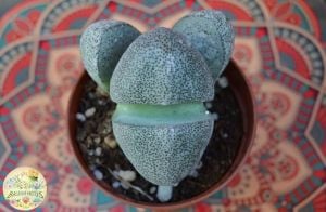 Pleiospilos Nelii Taş Kaktüs Yaşayan Kaya