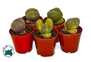 Pleiospilos Nelii Taş Kaktüs Yaşayan Kaya