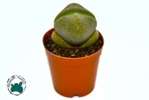 Pleiospilos Nelii Taş Kaktüs Yaşayan Kaya