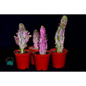 Opuntia Monacantha Variegata Pembe Beyaz Kaktüs