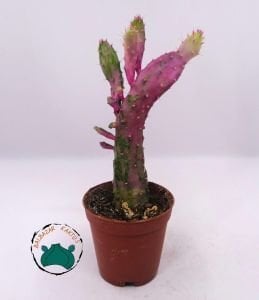 Opuntia Monacantha Variegata Pembe Beyaz Kaktüs