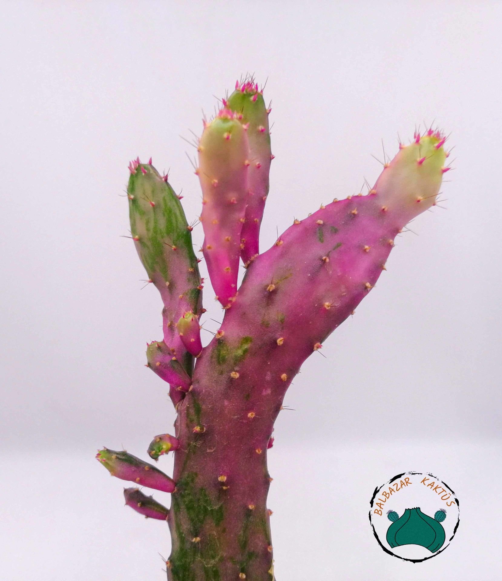 Opuntia Monacantha Variegata Pembe Beyaz Kaktüs