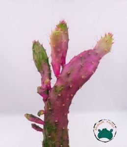 Opuntia Monacantha Variegata Pembe Beyaz Kaktüs