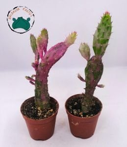 Opuntia Monacantha Variegata Pembe Beyaz Kaktüs