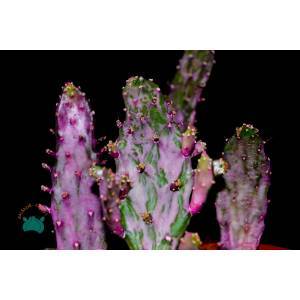 Opuntia Monacantha Variegata Pembe Beyaz Kaktüs