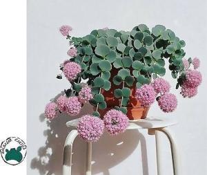 Sedum Sieboldii Pembe Çiçek Açar Nadir Tür Sukulent (5,5cmlik saksıda)