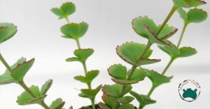 Sedum Sieboldii Pembe Çiçek Açar Nadir Tür Sukulent (5,5cmlik saksıda)